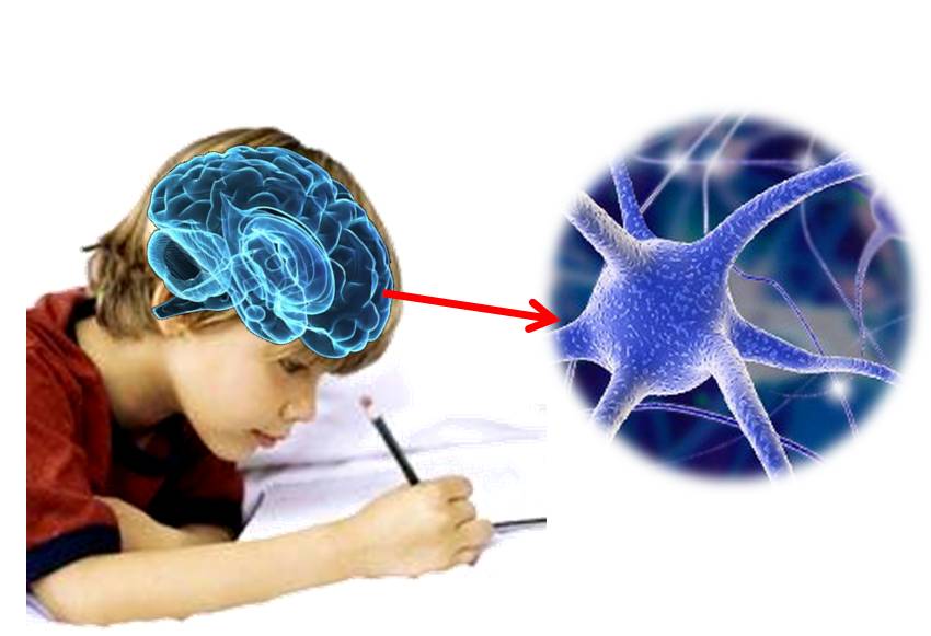 Image result for cerebro y escritura