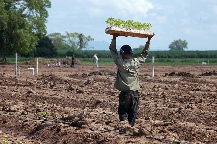 niño trabajando