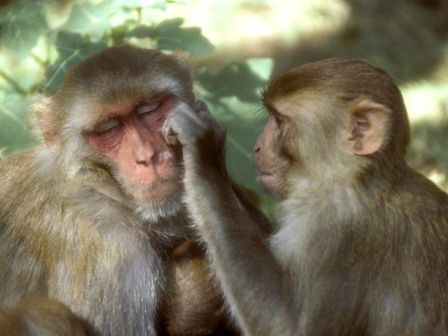 rhesus-monkey_685_600x450